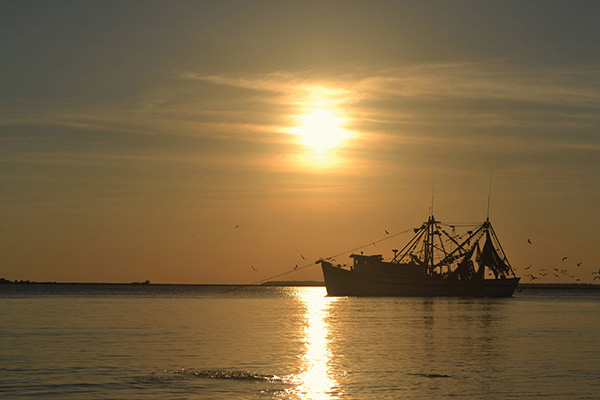ShrimpStock