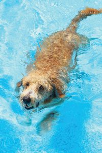 DogSwimmingHC1406_source